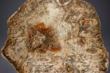 Polished Triassic Petrified Wood Table - Madagascar #352269-3